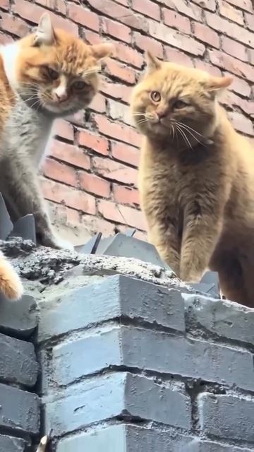 Они явно возьмут Оскар 😆😆