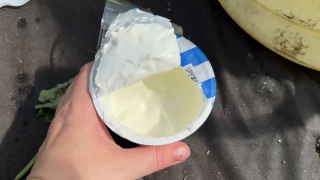 УЖАС! 1 ЛОЖКА на ЛЕЙКУ и ВАШИ ОГУРЦЫ РАСТУТ ТОННАМИ, БЕШЕНО СИЛЬНО и БЕЗ БОЛЕЗНей!