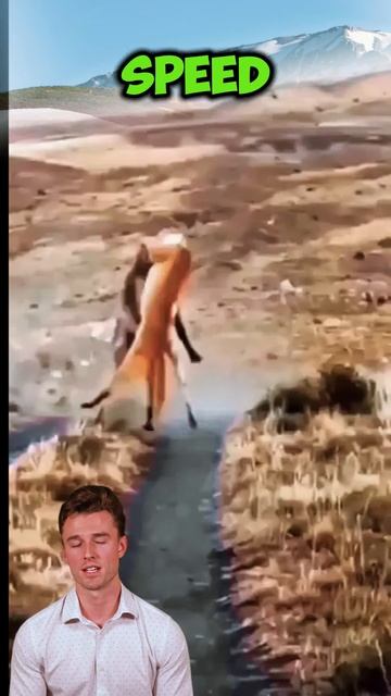 EpGhK_eaz1M - ＂Predator Pursuit： Antelopes vs. Lions＂ #shorts #animals #lion #wildlife #facts