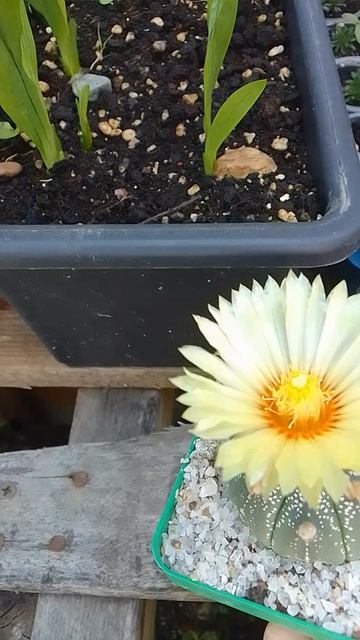 Астрофитум Астериас Astrophytum asterias