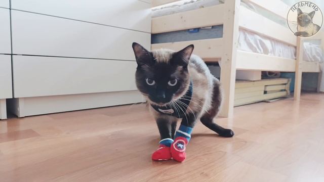 ПРИМЕРЯЕМ СТАРЫЕ ВЕЩИ МАРСА!!
марс В ШОКЕ!😺