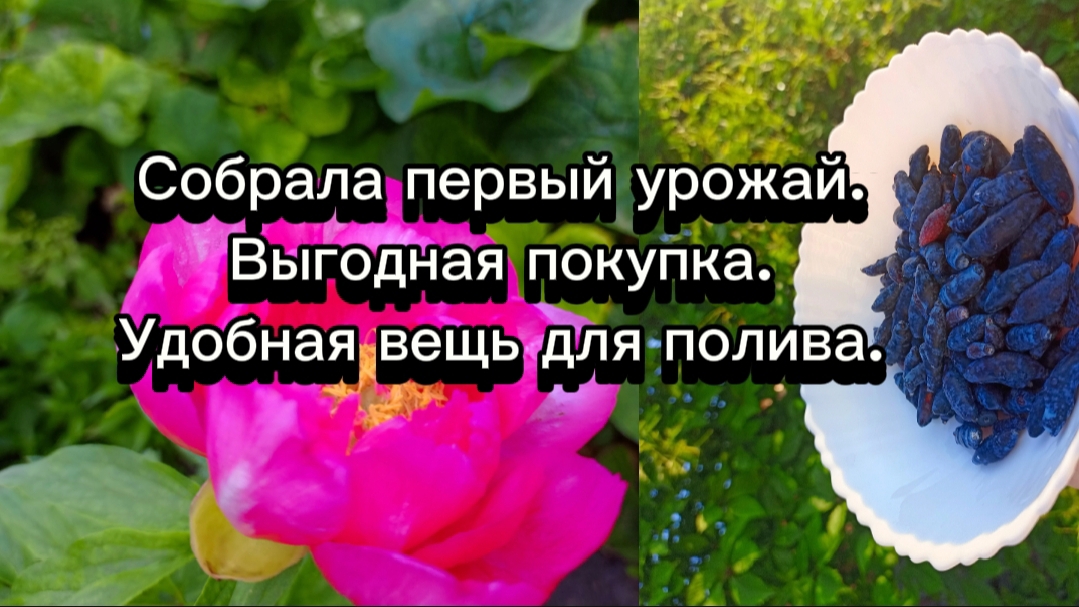 11-06-2025 Собрала первый урожай.Выгодная покупка.Удобная вещь для полива.
