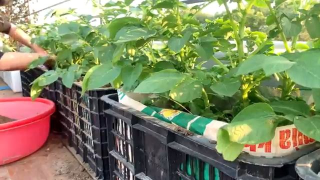 Growing Potatoes on the Terrace is very easy lots of big and beautiful tubers