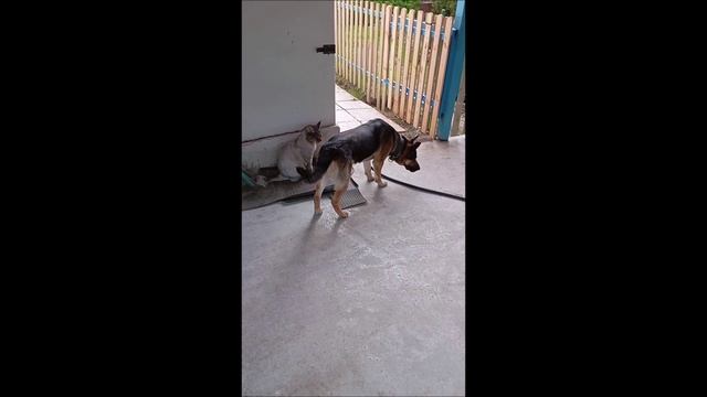 Собака. Кот. Том и Кос