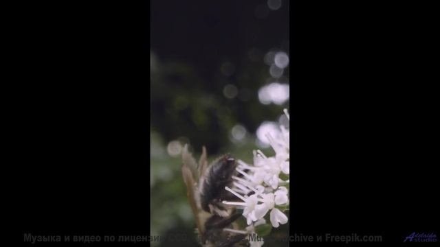Мелодия шепчет, как звучит настоящее спокойствие - Everything is Paradox -- Julia Felix -- Unnamed a