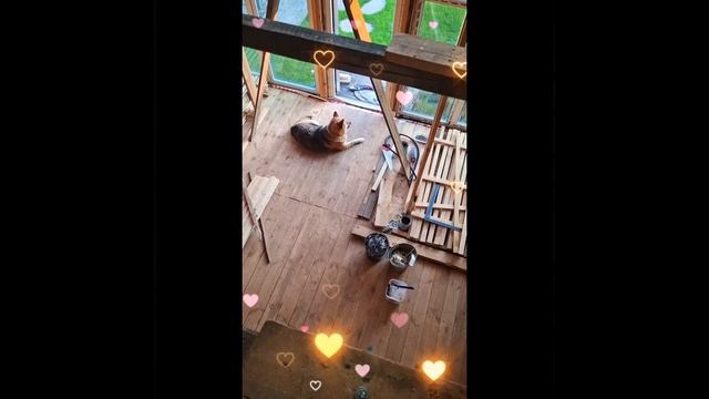 1000026062.mp4 (Собака слушает о планировании крепления  имитации бруса в доме А-фрейм)