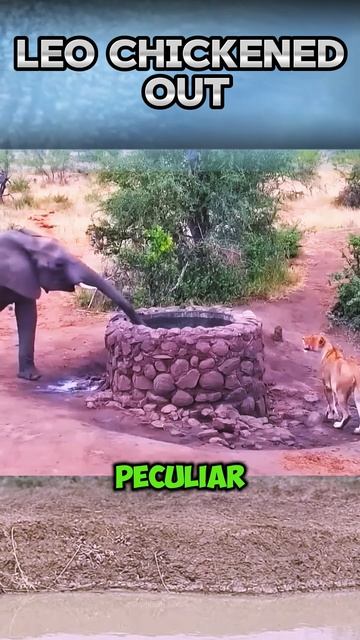 W3KF2FbZeJc - Leo chickened out and ran away, afraid of the elephant ｜｜ #shorts #facts #animal #wild