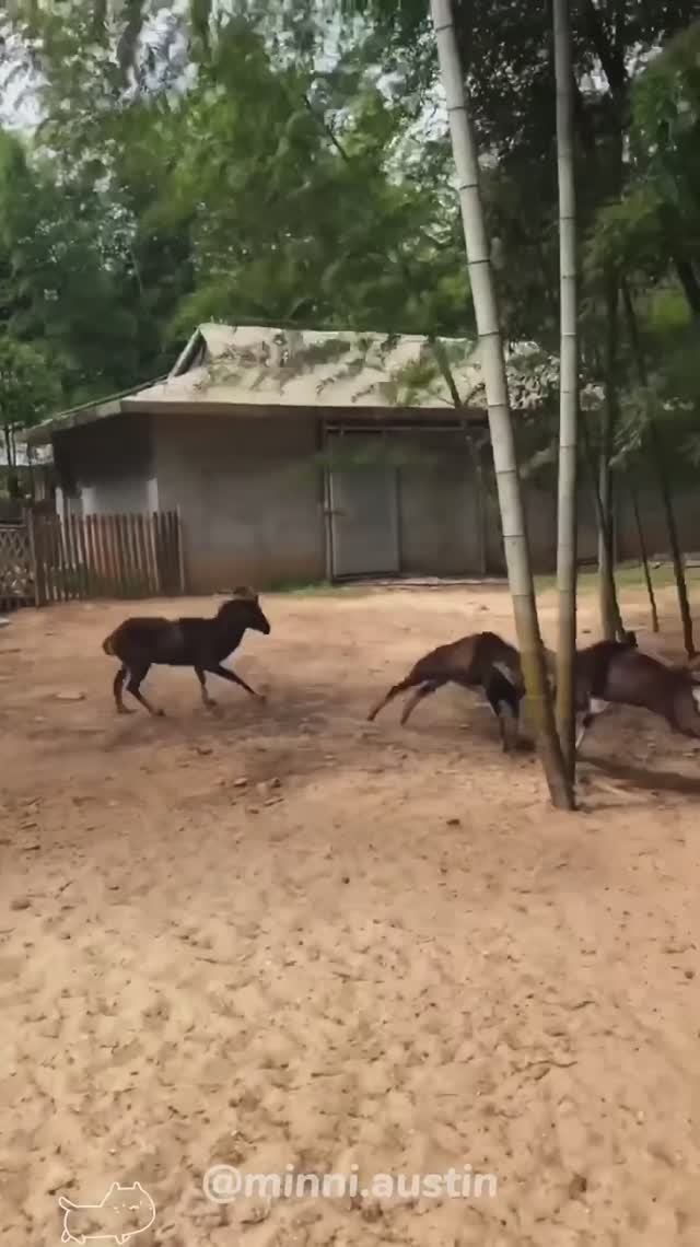 Нападение баранов