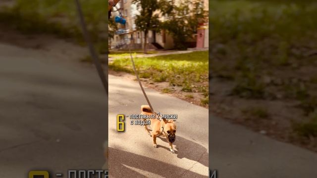 Спасаем собаку от жары. 10 лайфхаков