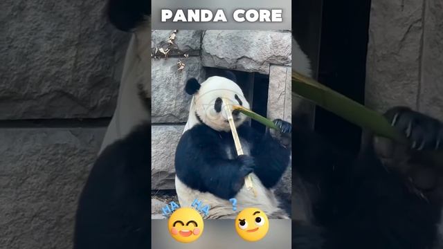XmKVOdKnqxo - Panda core#animals #shorts #fannyvideo #panda