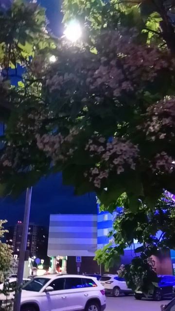 Июнь в Волжском. Цветение каштанов🔸
