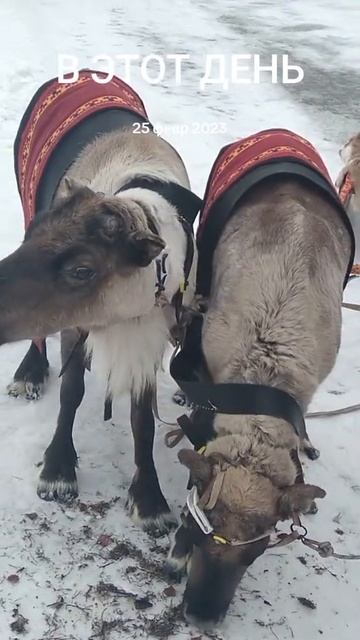 северные олени