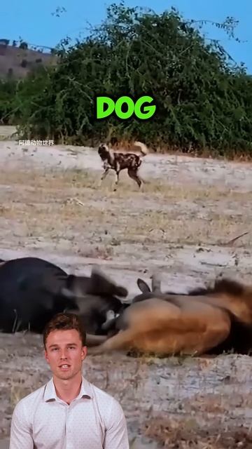 5EMD4Fi6jM8 - The wild dogs robbed the male lions, but they paid a heavy price #shorts #wildlife #an