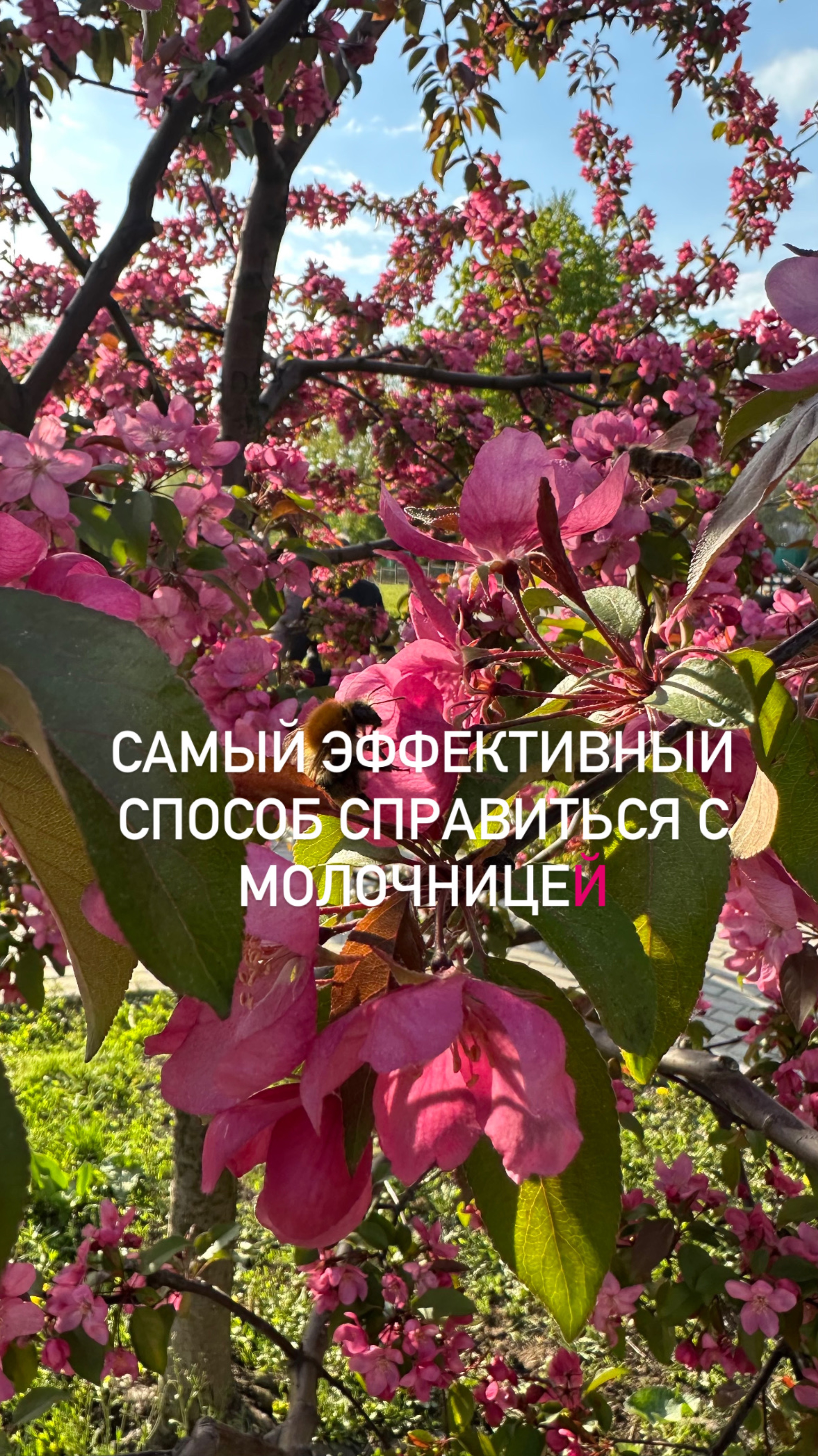 Прощай молочница