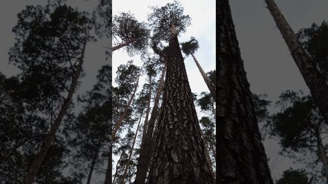 Дао 💖 Весеннего ☯️ Неба! Практика 🌲 даосской медита