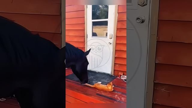 HjDbUNSkyOI - Cats vs. Dogs.The suffering cat. #shorts #animals #pets #funny #fannydog #fannyvideo