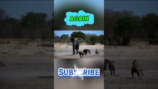 IrfWzpyntRk - The Last Stand： A Mother's Courage Against the Hyenas #shorts  #animals #wildlife
