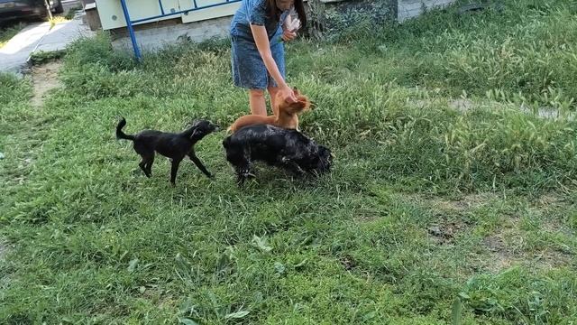 Сегодня Моне семь месяцев 11.06.2025. Угощаю собак вкусняшкой.