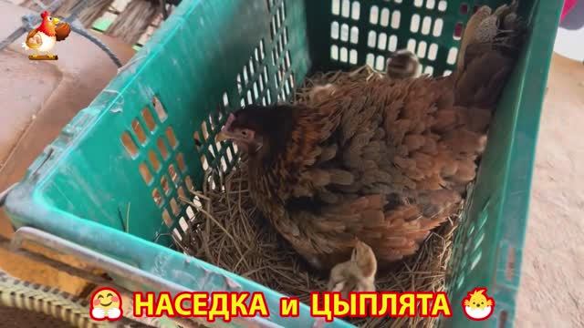 Наседка с цыплятами гармония во дворе 🦆🤗❣️(7)