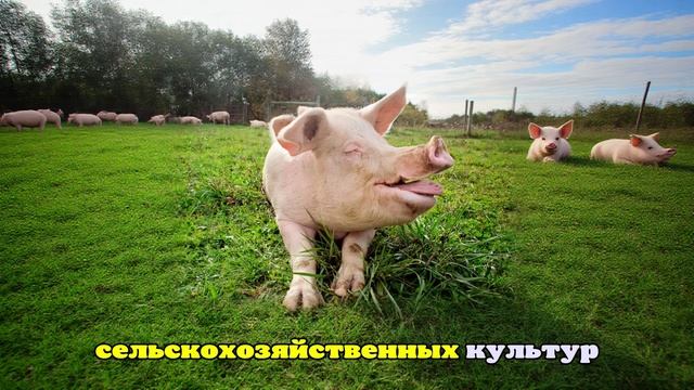 PNAS: свиньи были одомашнены от диких кабанов в Южном Китае 8000 лет назад