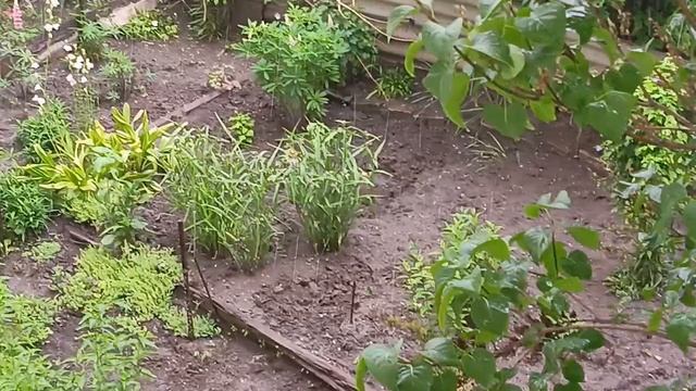 Кисловодск 11.06.2025 Собирался дождик,собирался..и как пошёл!🌧️