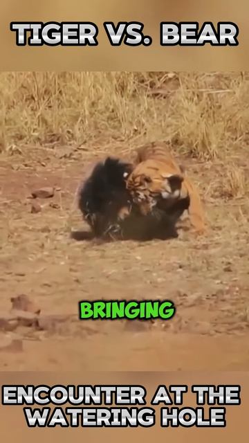 EsRBKopcX-8 - Encounter at the Watering Hole： Tiger vs. Bear #shorts #animals  #tiger #bear #wildlif