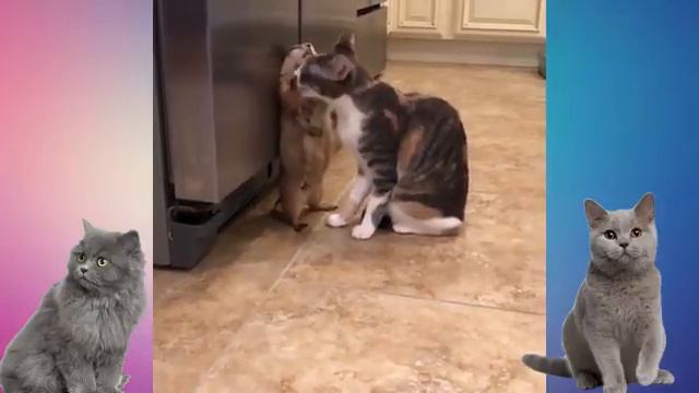 кошачья жизнь