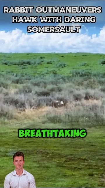 Uw7US7GvN_s - Rabbit Outmaneuvers Hawk with Daring Somersault #shorts #animals #viral #wildlife #nat