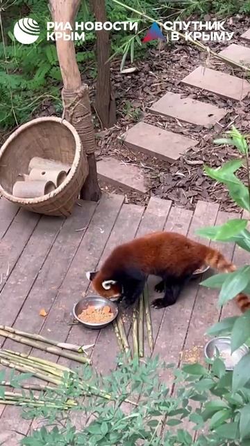 🐼 Панда – это не только милое животное, но и национальное сокровище Китая.