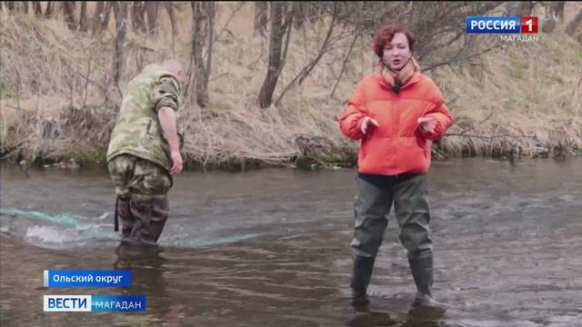 Охотский филиал ФГБУ Главрыбвод выпустил около миллиона мальков горбуши в приток реки Ола.