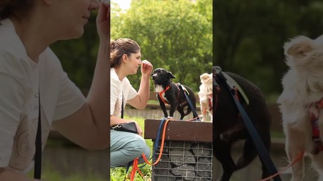 Нежные малыши Зои и Анчоус ищут дом❤️