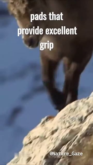 NPCeDgRFkLk - This Goat Defies Gravity And Climb Walls!. Interesting facts about everything and ever