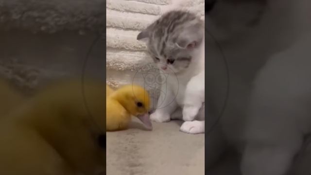 Y3tJvgeiIRM - Cat and dog. Cats are bullied too #shorts #animals #pets #funny #fannydog #fannyvideo