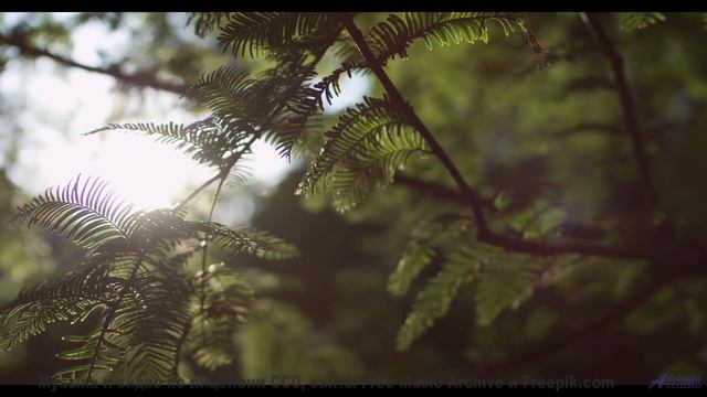 Душа замирает, когда музыка льётся на фоне лесов - Never-Give-Up -- Ketsa -- Summer With Sound