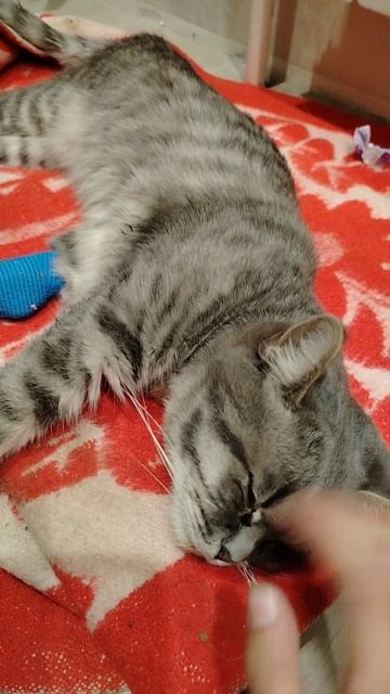 Тишка спи спокойно.....