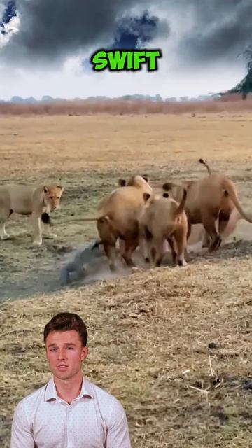 3O9wFAhz5bg - Lions vs crocodile, successful hunt #shorts #animals #lion #crocodile