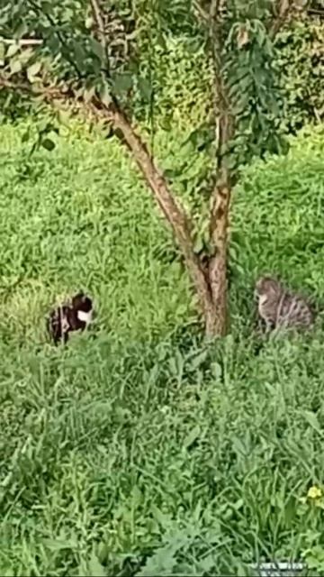 🐈⬛🐈