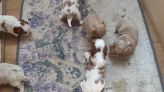 VID_20250609_084542.mp4