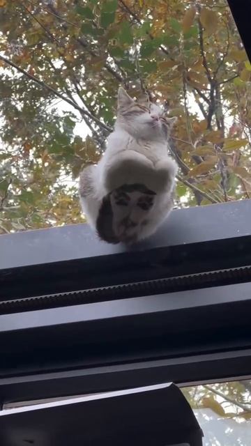 КотоФан 1