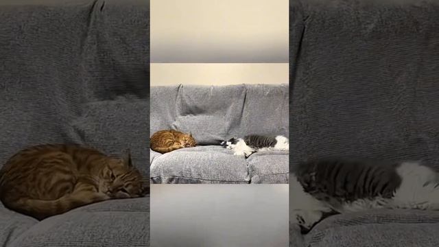 Котики