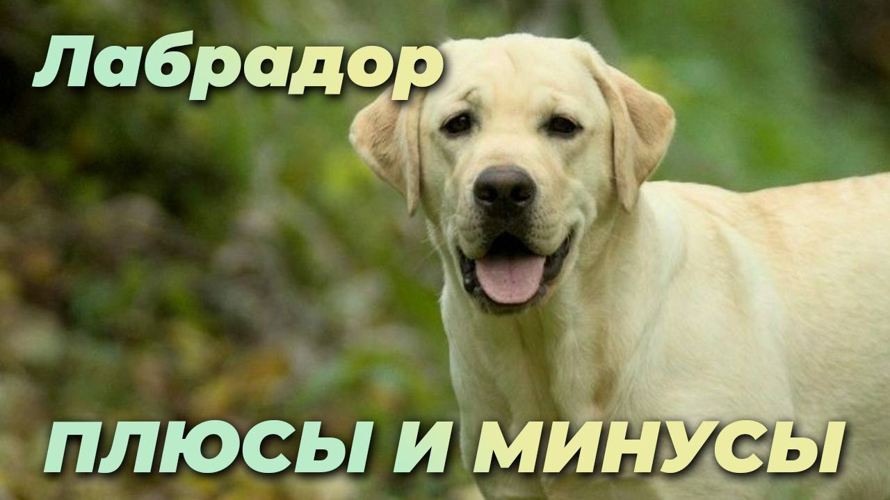 лабрадор. плюсы и минусы породы