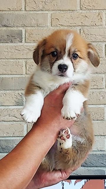 Щенки корги в классическом исполнении😊
