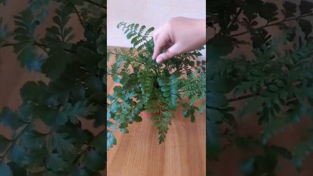 Папоротник Асплениум Парвати
