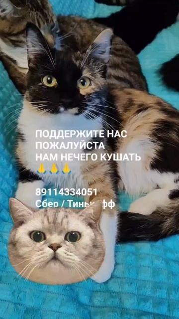 ЧЕЛОВЕК ПОМОГИ 🙏🆘