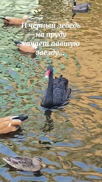 Черный лебедь на пруду