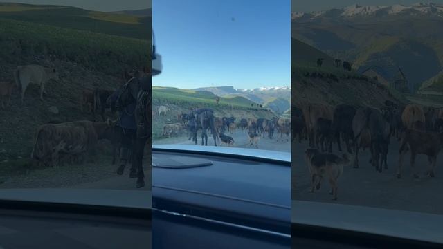 Дорога на Джилы Су, стадо коров и коней