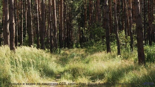 Эти звуки и леса спасут вас от серых будней - Waiting On A Train -- HoliznaCC0 -- Orphaned Media PT