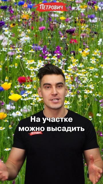 #ВопросОтвет / Чем заменить газон