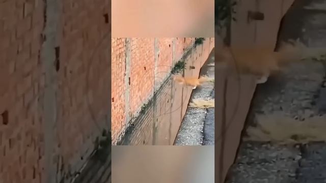 JEqOBbivGlA - Why Are These Cats Acting Like Ninjas Around Dogs？ 🐱😂🐈#shorts #cat