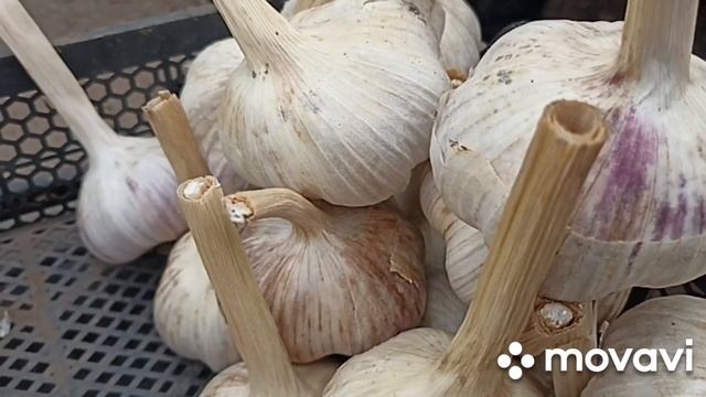 ВНИМАНИЕ!!! В ПРОДАЖЕ КРУПНЫЙ И МЕГА КРУПНЫЙ ЧЕСНОК // В?